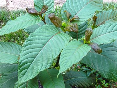 Thailand Legalkan Kratom Tanaman Mirip Opium untuk Dikonsumsi dan Dijual, Langsung Ludes