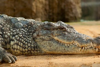 Artefak Berupa Serpihan Mata Panah yang Berusia 6.000 Tahun Ditemukan di Perut Buaya!
