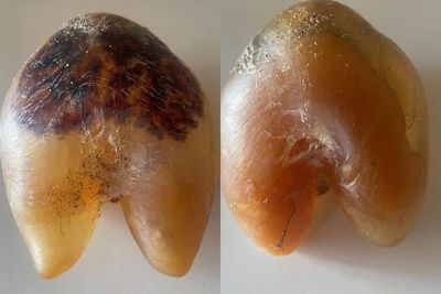 Benda Misterius Ini Ditemukan di Pantai Australia, Bentuknya Bikin Banyak Orang Penasaran