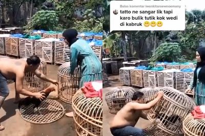 Viral Pria Bertato Ciut Diomeli Istri Saat Main Ayam, Definisi Suami Takut Istri