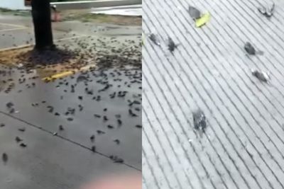 Geger, Ratusan Burung Pipit Berjatuhan dan Mati di Balai Kota Cirebon, Diduga Karena Ini