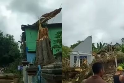 Pohon Tua Ratusan Tahun Tumbang Timpa Rumah dan Sekolah di Blora, 3 Orang Jadi Korban