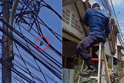 Aksi Heroik Damkar DKI Jakarta Selamatkan Burung Gereja yang Terlilit di Kabel Listrik
