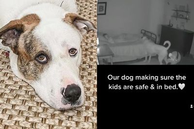 Haru! Anjing Ini Selalu Periksa Anak-anak Majikannya saat Tidur, Aksinya Tuai Pujian
