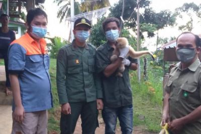 Dilindungi, Satwa Owa Dievakuasi ke Pusat Rehabilitasi Primata Besitang Langkat