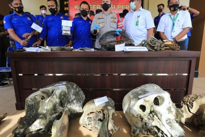 Terancam Denda Rp100 Juta, 11 Terduga Pelaku Pembunuhan 5 Gajah di Aceh Jaya Ditangkap