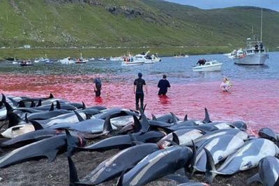 Lebih dari 1.000 Lumba-lumba yang Dibunuh di Kepulauan Faroe Memicu Kemarahan
