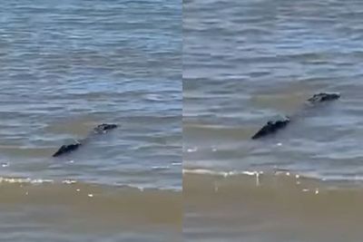 Seekor Buaya Terlihat Berenang di Tepi Pantai, Sontak Bikin Heboh Pengunjung Ketakutan