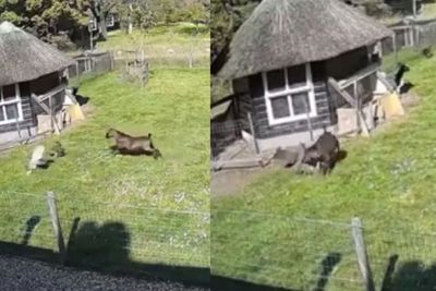 Momen Dramatis Kambing Selamatkan Ayam dari Serangan Elang, Menyeruduk Sampai Lawan Keok