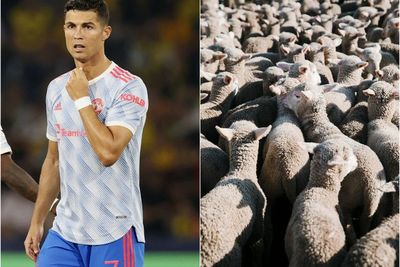 Cristiano Ronaldo Terpaksa Pindah Rumah Lagi Gegara Terganggu dengan Suara Domba