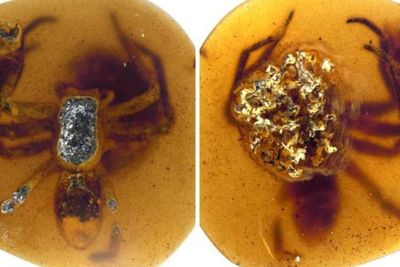 Peneliti Temukan Laba-laba yang Terjebak dalam Resin Berusia 99 Tahun Lalu!