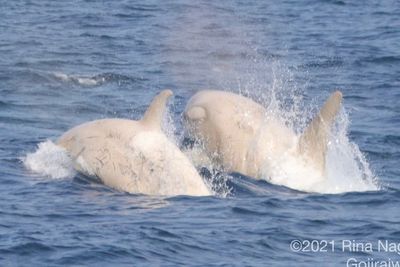 Paus Orca Langka Albino Terlihat Berenang di Perairan Taman Nasional Shiretoko, Jepang!