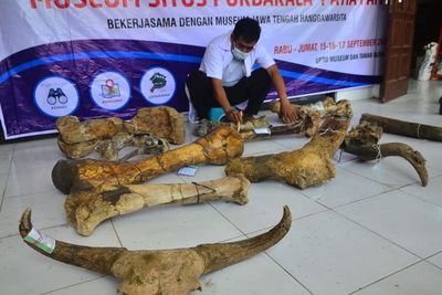 FOTO: Konservasi Fosil Hewan Purba Koleksi Museum Patiayam