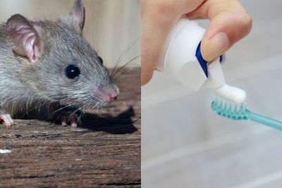 Gadis 18 Tahun Tewas Setelah Menyikat Giginya dengan Menggunakan Racun Tikus, Waduh!