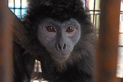 FOTO: BKSDA Banten Amankan Lutung Jawa