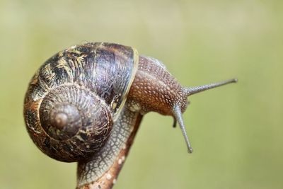 Kamu Harus Tau Fakta Unik & Manfaat Siput, Salah Satunya Bisa Jadi Terapi Kecantikan