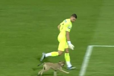 Momen Seekor Anjing Menyusup ke Pertandingan Liga Turki, Lari-larian di Rumput