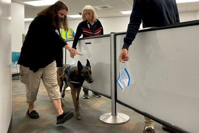 Bandara di Dubai dan Miami Libatkan Anjing Pelacak untuk Deteksi Covid-19