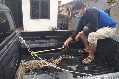 Resahkan Warga Aek Natas, Buaya Muara Dievakuasi Balai BKSDA Sumut