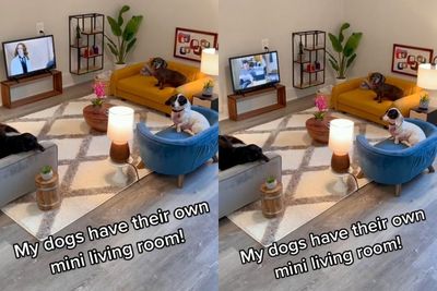 Pria Ini Membangun Ruangan VIP untuk Anjing Peliharaannya, Banyak Netizen yang Kagum