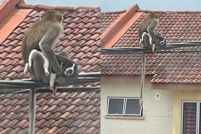 Potret Seekor Monyet Asyik Nongkrong di Kabel Listrik, Sekalian Nyulik Anak Anjing