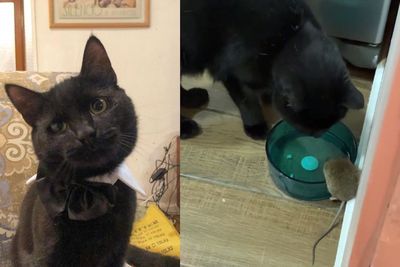 Unik! Persahabatan Seekor Kucing dengan Tikus, Sampai Dibelai-belai