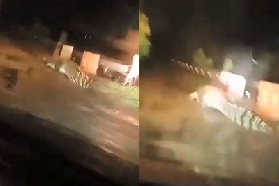 Viral Buaya Berkeliaran di Tengah Jalan Saat Hujan, Ukurannya Diduga 3 Meter
