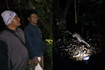 BBKSDA Sumut Lepas Liarkan Trenggiling di Kawasan Cagar Alam Dolok Sibual-buali