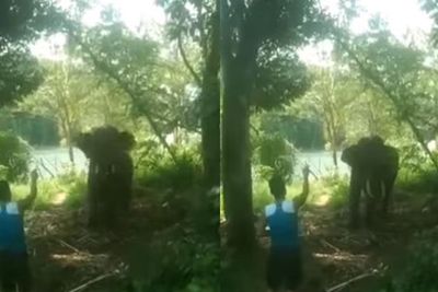 Begini Kalau Gajah Theo di Tangkahan Sedang Musth , Jadi Lebih Agresif dan Mengancam