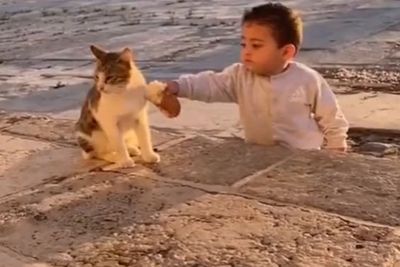 Video Menggemaskan Balita yang Berikan Makanan ke Kucing, So Sweet Banget!