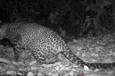 Macan Tutul Jawa Terekam Kamera Berkeliaran di Hutan Sanggabuana