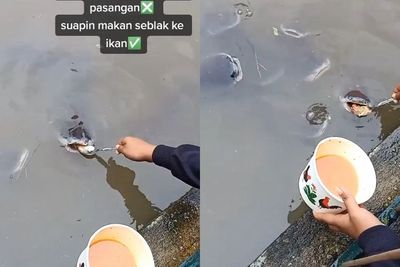 Ngakak! Lele Ini Dikasih Makan Pakai Seblak, Disuapi Satu-Satu