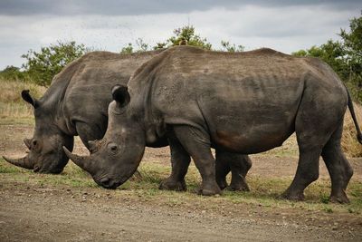 Peternak Badak di Afrika Selatan Ini Meminta Izin untuk Legalkan Penjualan Cula