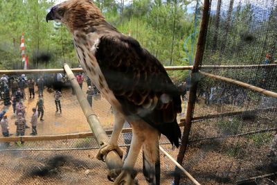 FOTO: Pelepasliaran Burung Elang di Aceh Tengah