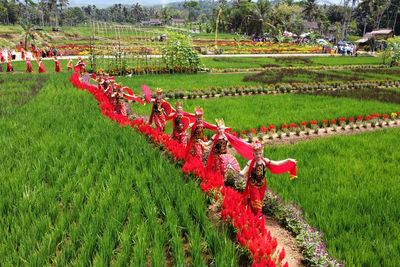 FOTO: Wisata Persawahan di Banyuwangi