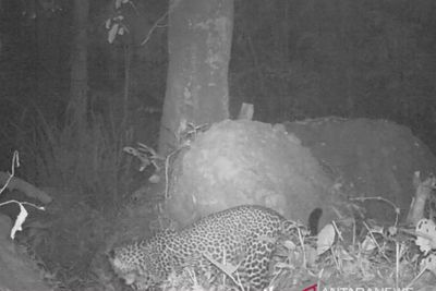 Dedi Mulyadi Berharap Warga Tidak Berburu Macan Gunung Sanggabuana Karawang