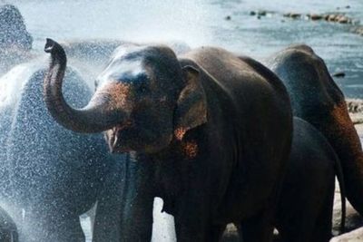 Bukan Hanya untuk Makan, Ini Fakta Lain Seputar Kegunaan Belalai Gajah