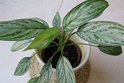 Ingin Tanaman Aglonema Tampak Semakin Menarik dan Berdaun Lebat? Ini Tipsnya