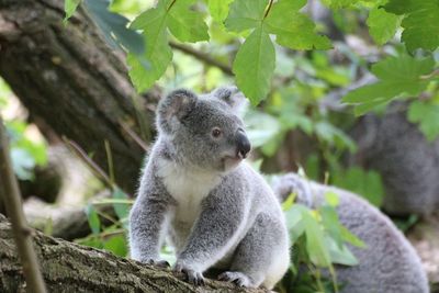 Tiga Tahun Terakhir, Australia Kehilangan 1 dari 3 Koala!