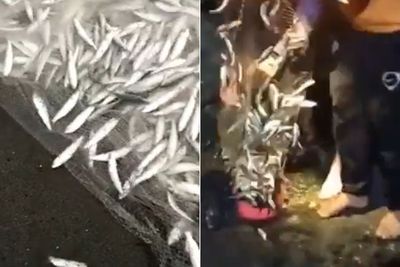 Fenomena Ikan Teri Berlompatan di Pantai Selatan DIY, Warga Berbondong-bondong Panen