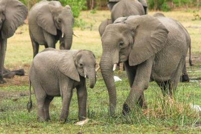 Benarkah Gajah Memiliki Ingatan yang Kuat? Ini Penjelasan Para Peneliti