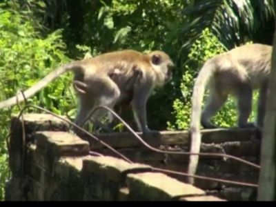Warga Jember Diserang Sekelompok Monyet, Info Sementara 5 Orang Terluka