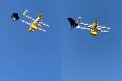 Viral Momen Gagak Menyerang Drone Pengirim Makanan, Dianggap 'Angry Bird' Dunia Nyata!