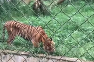 Viral Video Harimau di Kebun Binatang Medan Kurus dan Makan Rumput