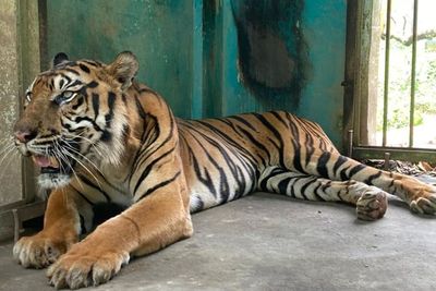 Ini Penjelasan Dokter Medan Zoo tentang Harimau Sumatera yang Viral
