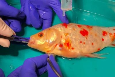 Terlalu Sayang, Ikan Mas Peliharaan Ini Dibedah karena Punya Benjolan di Mulut
