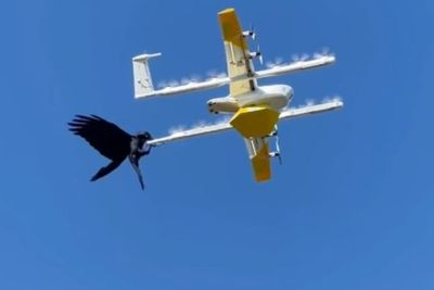 Dianggap Musuh! Drone Ini Diserang Burung Gagak saat Mengirimkan Makanan