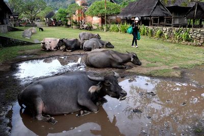 FOTO: Desa Wisata Tenganan Pegringsingan