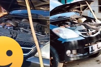 Ngeri! Ular Kobra Raksasa Ini Ngumpet di Kap Mesin Mobil, Warga Teriak Histeris