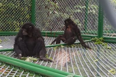 Terima Enam Ekor Siamang, BBKSDA Sumut akan Lepasliarkan